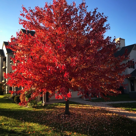 Meet your Posher, Mckenzie - Picture 1 of 1